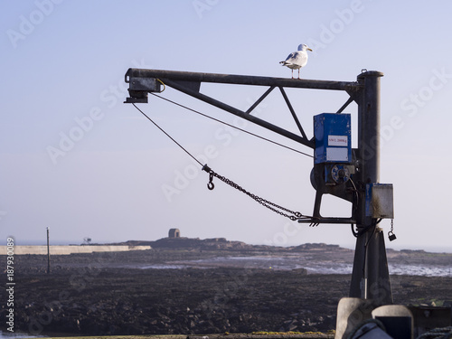 Seagull on Crane with Rocks and Building in Distance