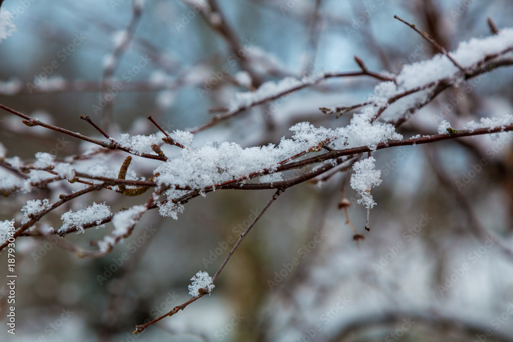 Snöflingor på en trädgren