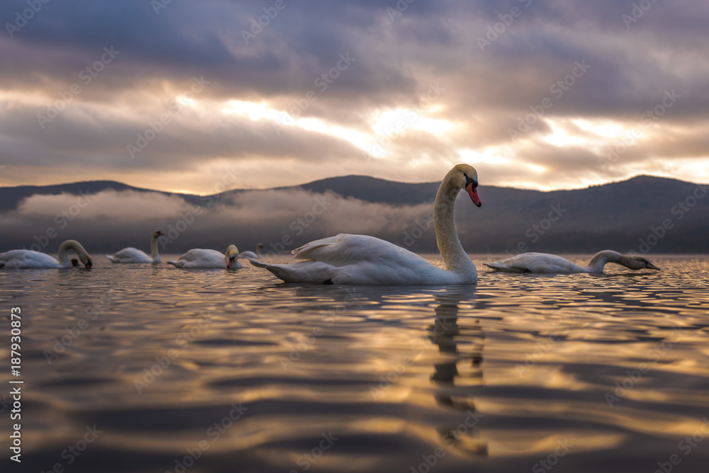 Fototapeta premium White Swan feeling romantic and love at Lake Yamanaka with Mt. Fuji background