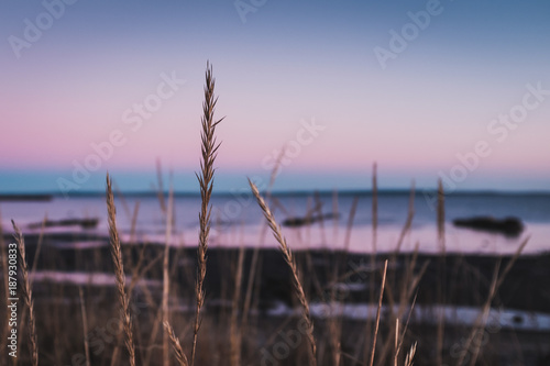 Reed straw in sunset on the beach