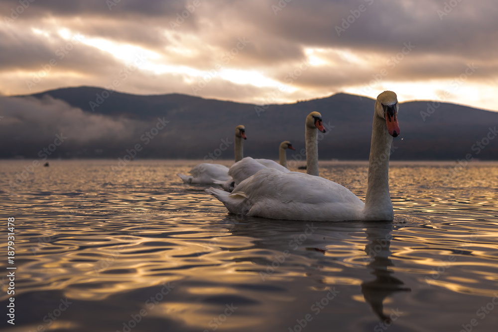 Naklejka premium White Swan feeling romantic and love at Lake Yamanaka with Mt. Fuji background