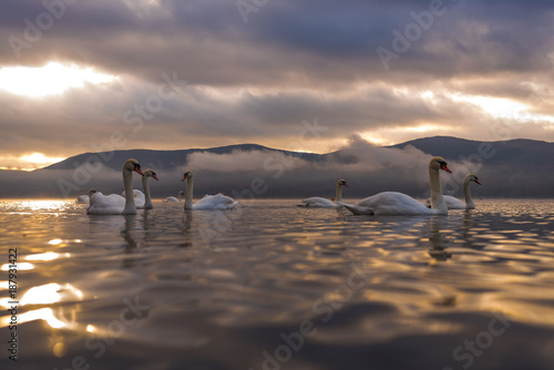 White Swan feeling romantic and love  at Lake Yamanaka with Mt. Fuji background