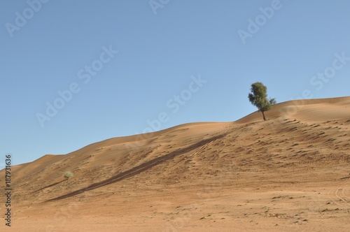 Tree alone with long shadow in the Omani Desert