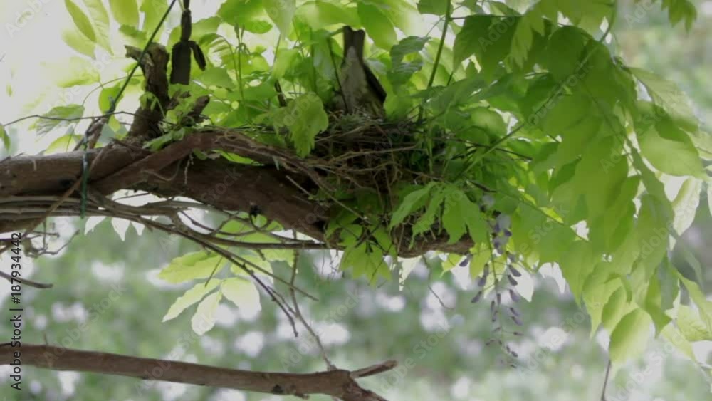 Thrush bird building a nest Thrush bird building a nest