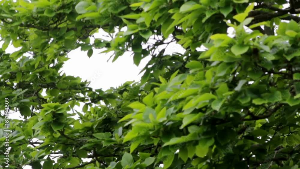 Tree green leaves shaking with wind Tree green leaves shaking with wind