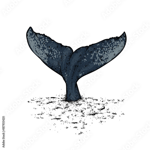 A whale diving into the water. Vector illustration for a postcard or a poster, print for clothes. Sea and ocean.