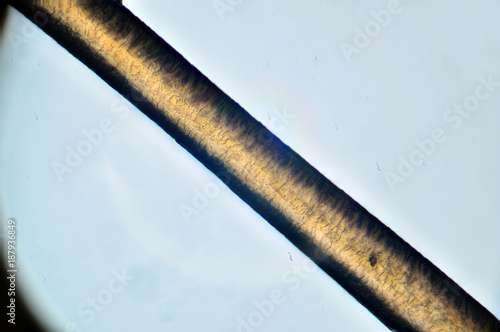 Tapety artystyczne hair under the microscope