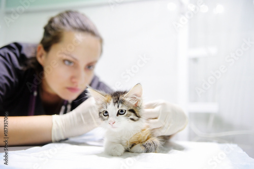Fototapeta Naklejka Na Ścianę i Meble -  Veterinarian professional at vet clinic is examining cute kitten