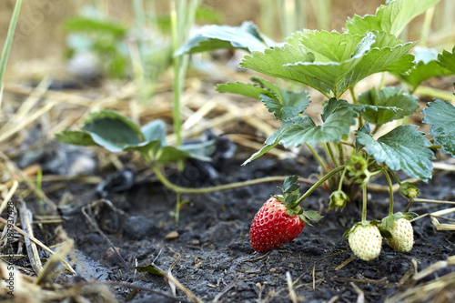 red strawberries in the garden