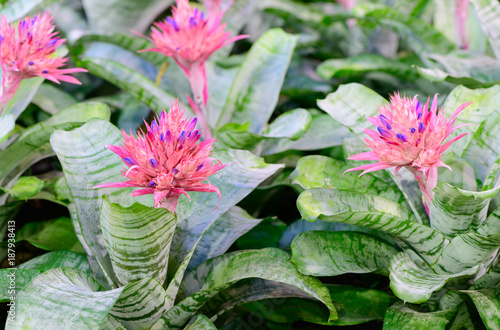 Photography Pink Bromeliad flower or Aechmea fasciata