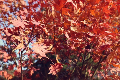 Maple leaves in spring korea