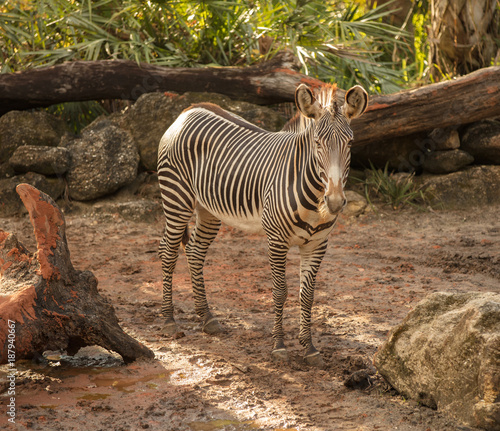female zebra is looking at you