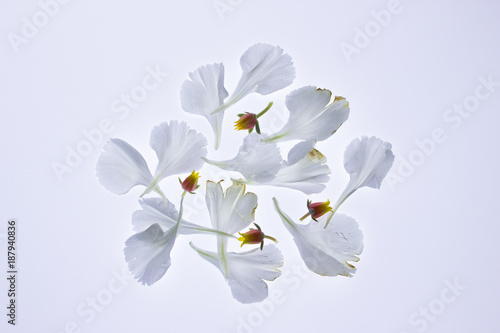 Fototapeta Naklejka Na Ścianę i Meble -  Isolated white carnation petals & succulent bud pattern on lightbox / white background