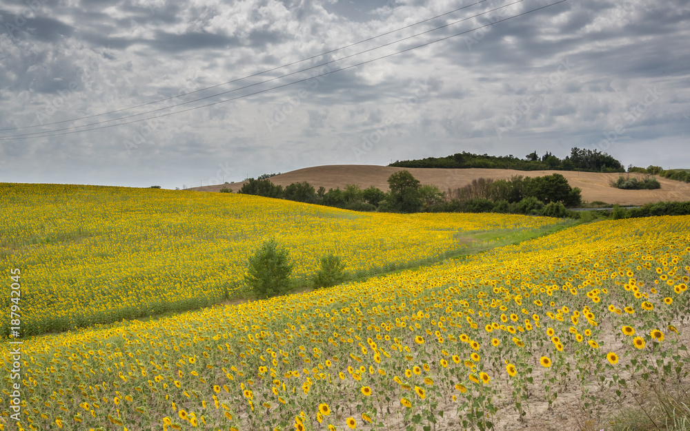 Landscape of summer sunflowers in Tuscany.CR2 Landscape of summer sunflowers in Tuscany.CR2
