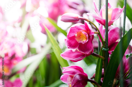 Beautiful many pink orchid flower in garden © artpritsadee