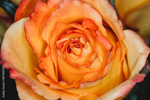 Yellow rose macro close up