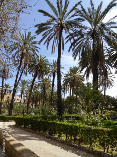 Palmen Park von Palermo in Sizilien