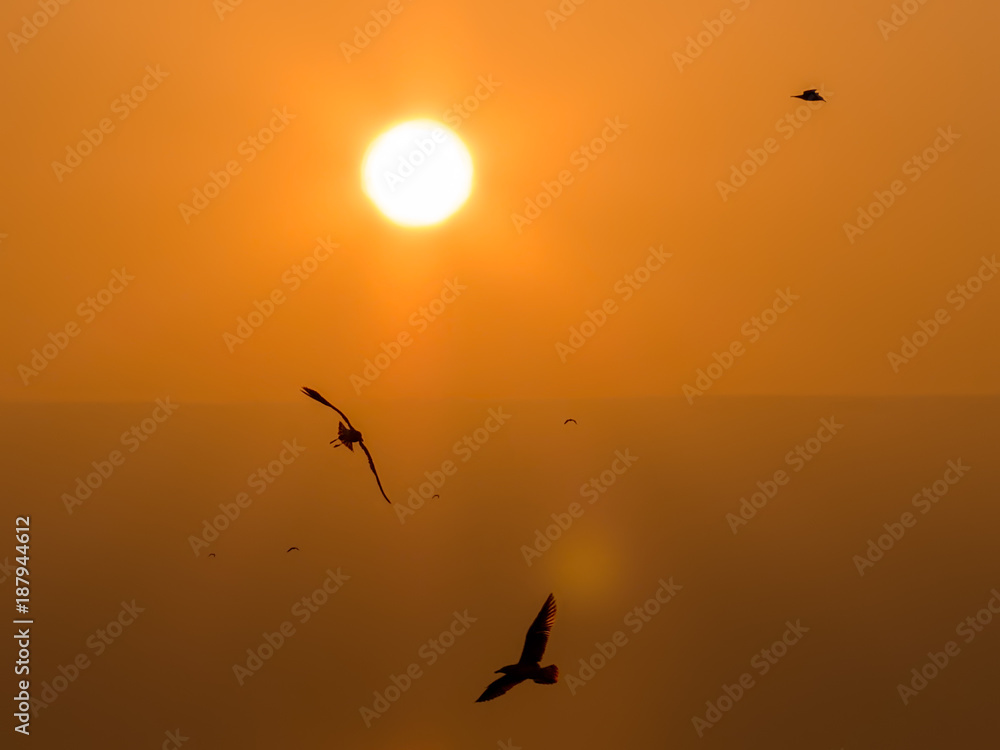 Birds in flight at Sunset