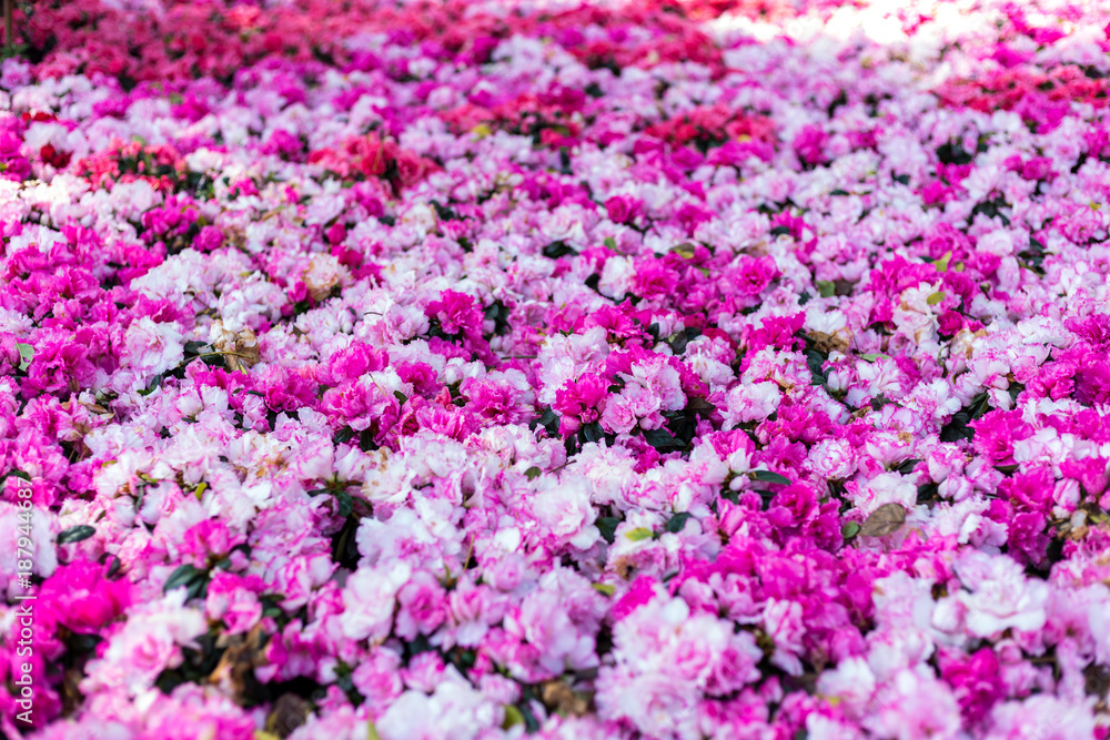 Rhododendron (Rhododendron ponticum) red flower,Valentine's Concept Rhododendron (Rhododendron ponticum) red flower,Valentine's Concept