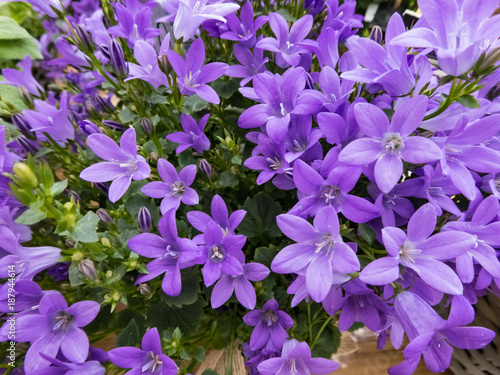 lila Glocken Blumen mit kleinen Bl  ten als Nahaufnahme