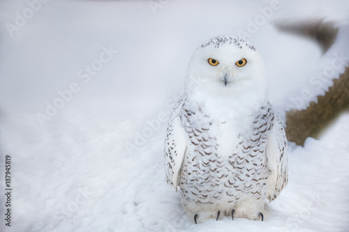 Polar owl