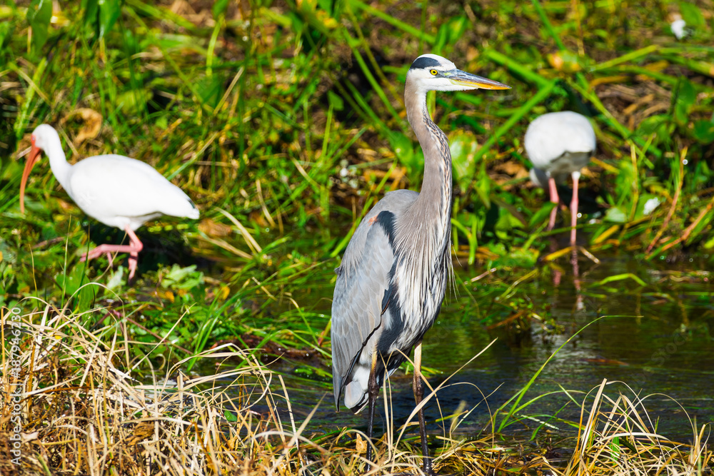 Fototapeta premium Tricolored heron and white ibis