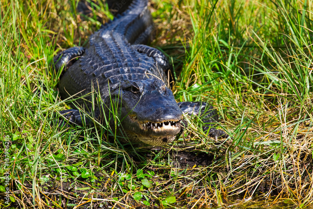 Obraz premium Alligator at the wetlands
