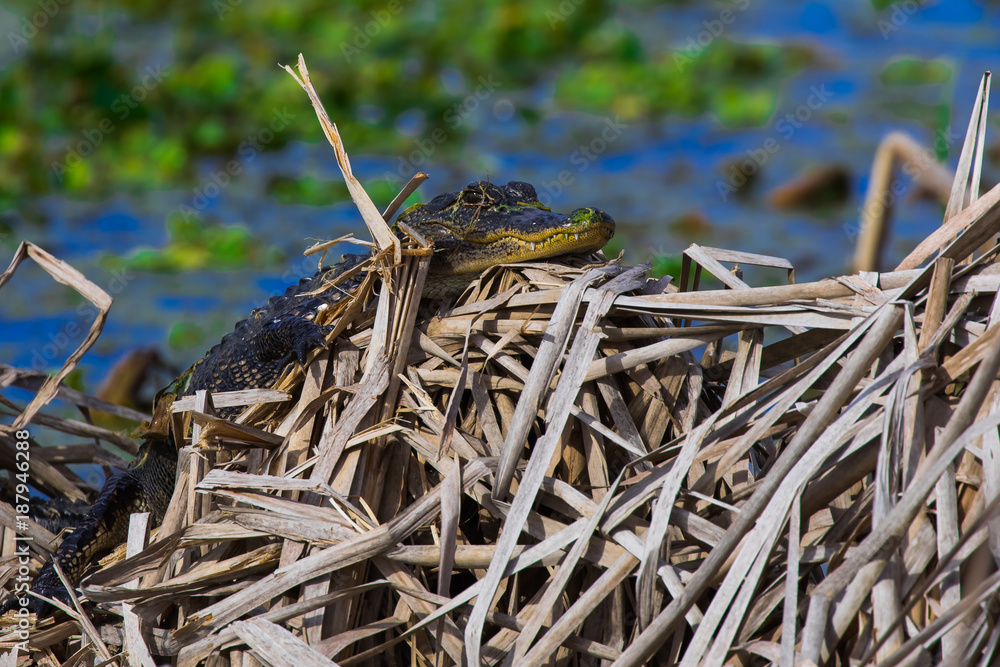 Obraz premium Baby alligator