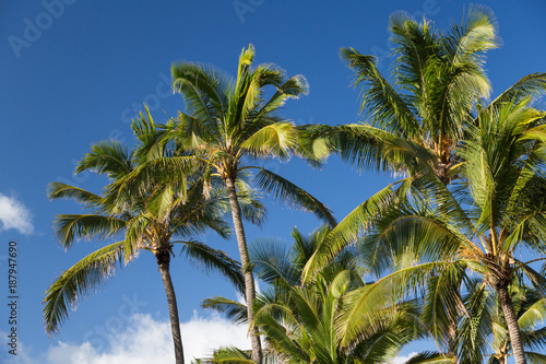 Palm trees on blue sky