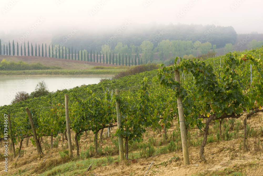 A foggy day in the vineyard, Italy