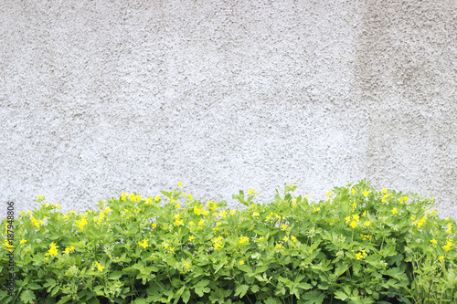 Green celandine flowers on roughcast background photo