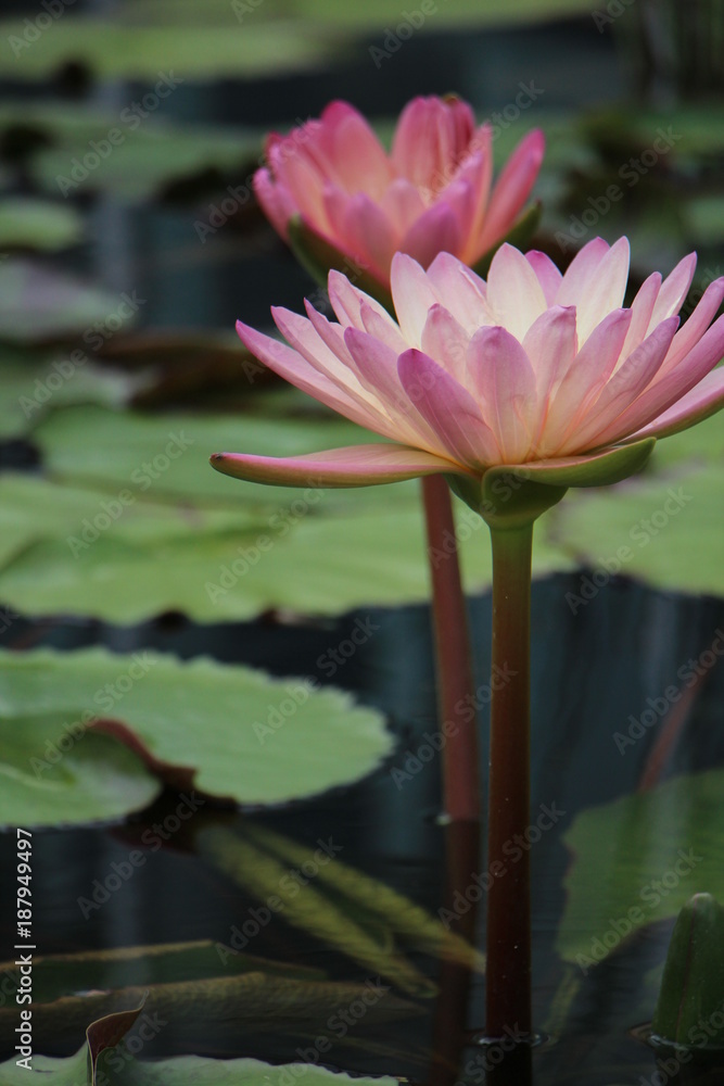 Flower In Pond Flower In Pond