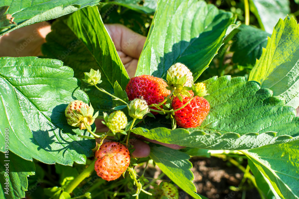 Beautiful red strawberry growing on a green Bush in the garden Beautiful red strawberry growing on a green Bush in the garden
