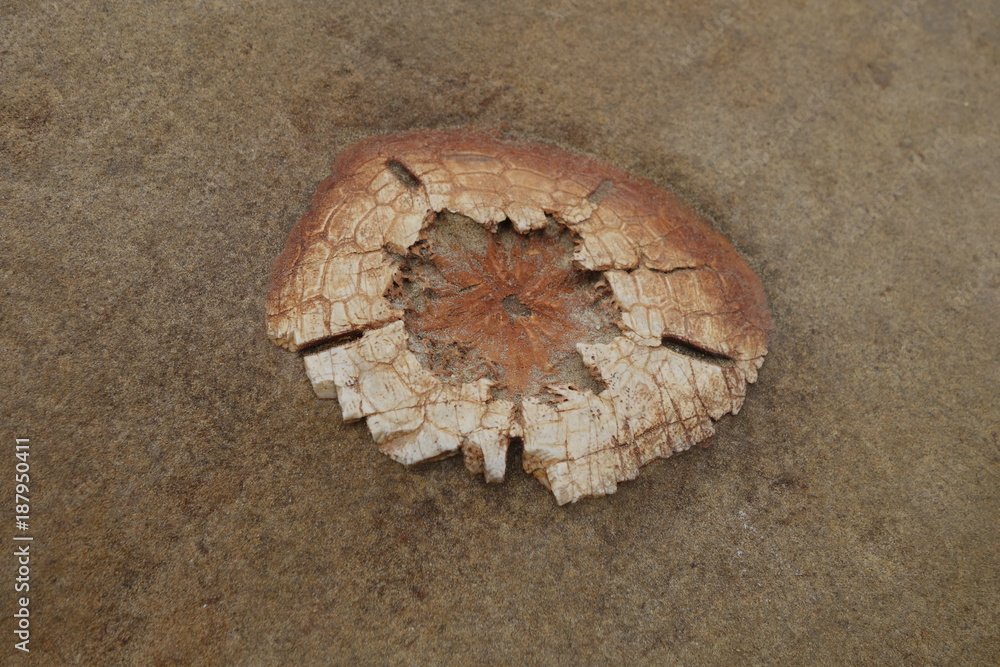 砂岩中のウニ化石 台湾 野柳地質公園 Stock Photo Adobe Stock