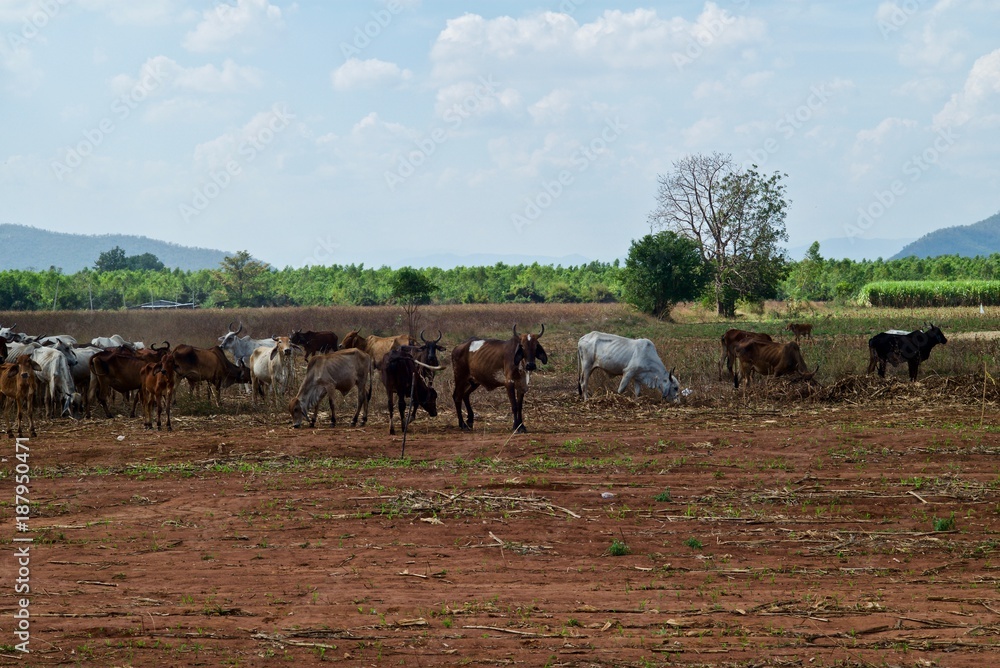 Animals in a wide open field waiting for the crop planting season. Animals in a wide open field waiting for the crop planting season.