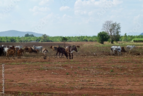 Animals in a wide open field waiting for the crop planting season. © Chaiya