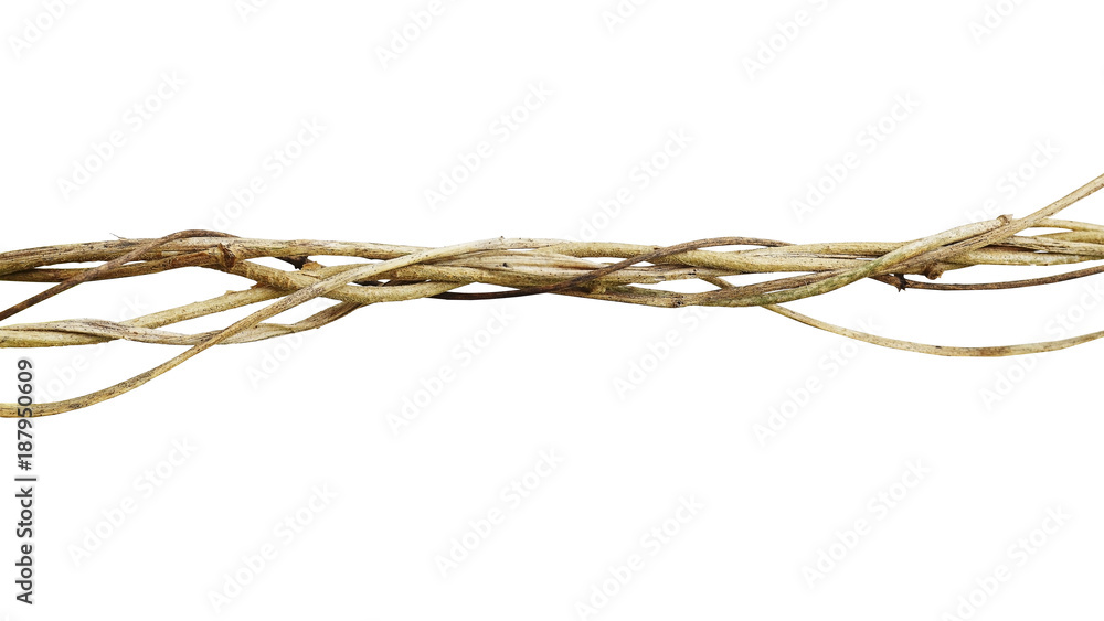 Twisted jungle dried vines liana plant isolated on white background, clipping path included. Twisted jungle dried vines liana plant isolated on white background, clipping path included.