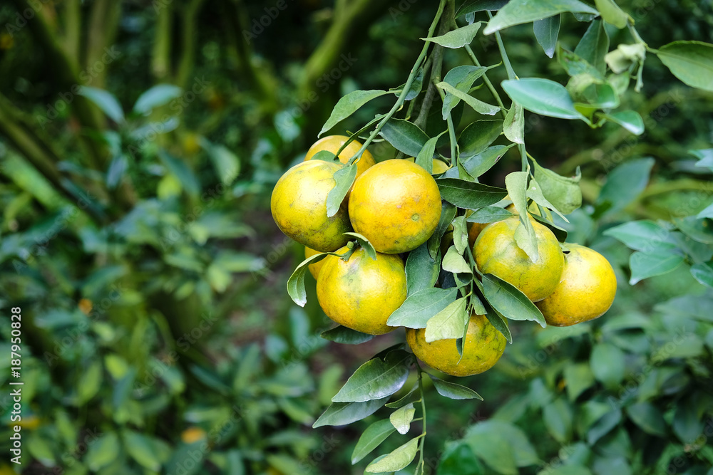 Tree of orange fruit with green leaves background