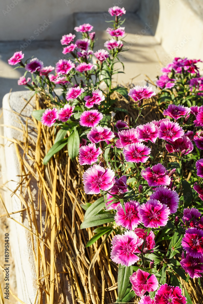 Dianthus flower or Sweet William flower (Dianthus chinensis)