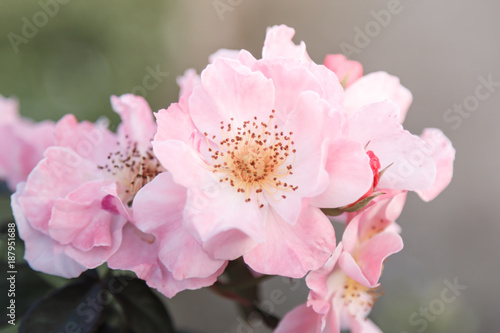 Sweet pink roses flower blooming in soft and blur  love and romantic concept background.