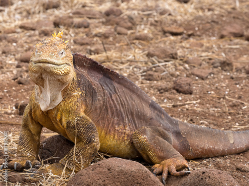 The Great Land Iguana  Conolophus subcristatus  is quite crowded on the island  North Seymour  Galapagos  Ecuador