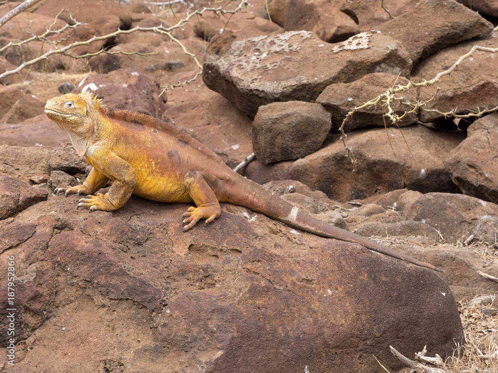 The Great Land Iguana, Conolophus subcristatus, is quite crowded on the island, North Seymour, Galapagos, Ecuador