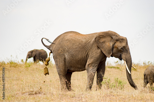 Elephant doing these needs in the savannah of Masai Mara Park in Kenya
