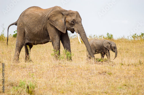 Elephant and her cub in the savannah of Maasai Mara Park in Kenya