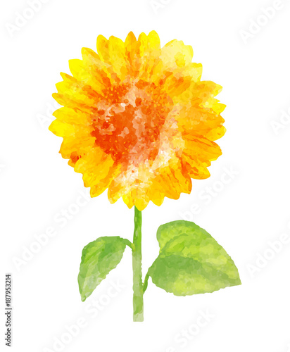 Fototapeta Naklejka Na Ścianę i Meble -  Watercolor sunflower on white