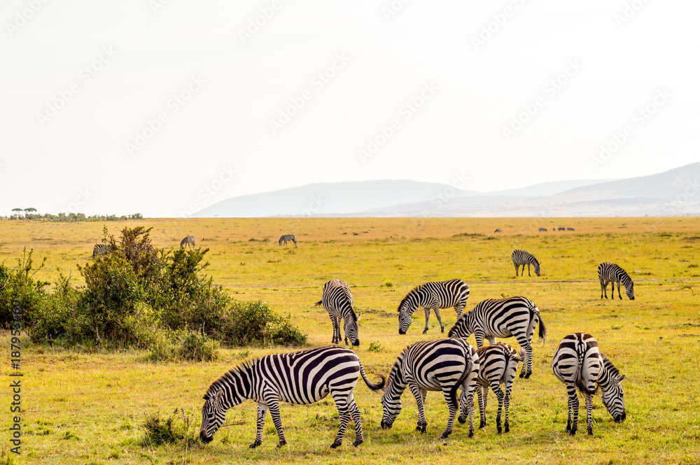 Obraz premium Herd of zebras grazing in the savannah of Maasai Mara Park in Kenya