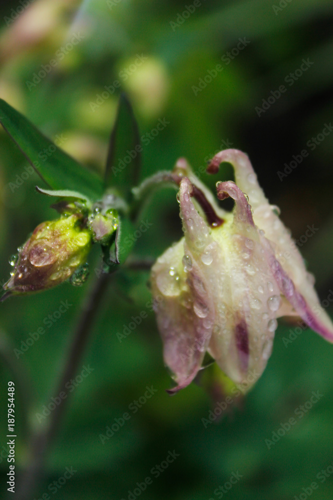 flower of aquilegia in drops after rain. flower of aquilegia in drops after rain.