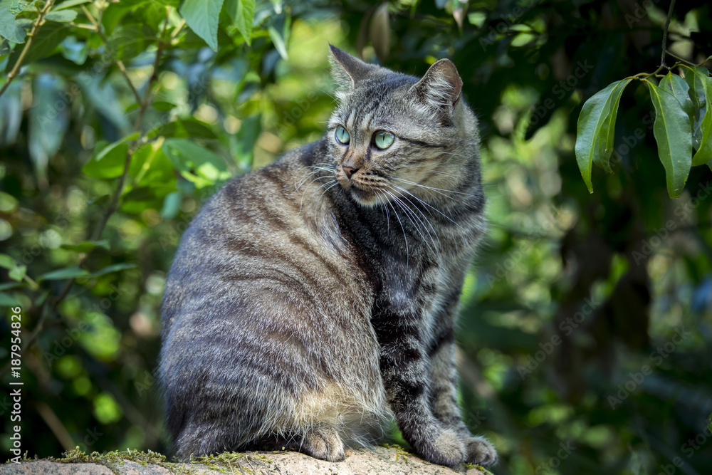 Cute cat is finishing fur on the stone Cute cat is finishing fur on the stone