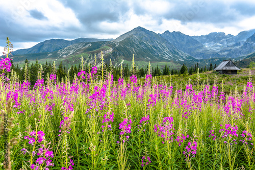 House in mountains, landscape with summer mountain flowers on meadow, Hala Gasienicowa, popular tourist attraction in Tatra National Park, Poland