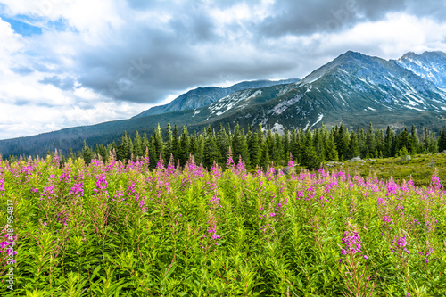 High mountains, landscape with summer mountain flowers on field, Hala Gasienicowa, popular tourist attraction in Tatra National Park, Poland